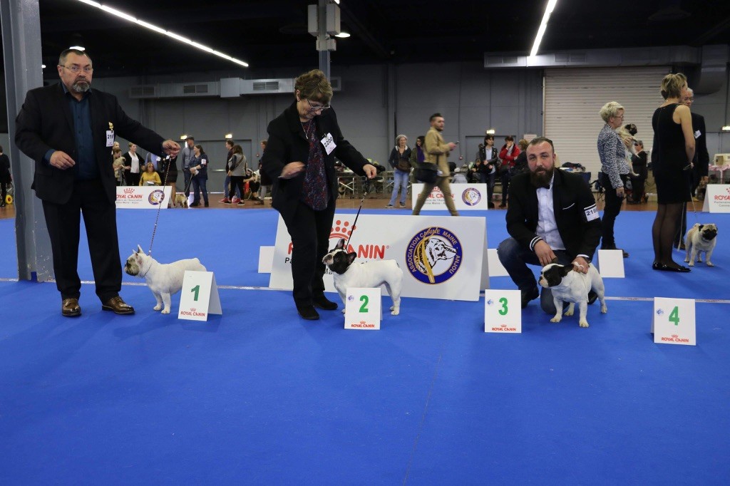 des sables de sarry - CACS CACIB SPECIALE DE RACE ANGERS