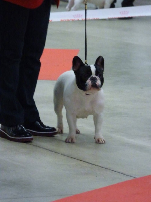 des sables de sarry -  PARIS DOG SHOW spéciale de race