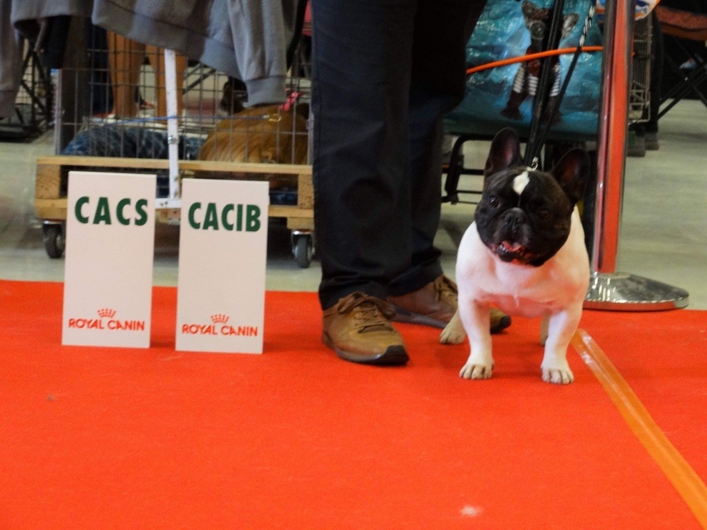 des sables de sarry - CACS CACIB de COMPIEGNE