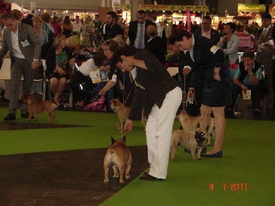 des sables de sarry -  WORLD DOG SHOW  2011 A VILLEPINTE