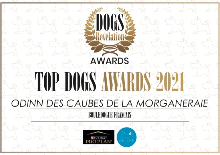 des sables de sarry - ODINN des Caubes de la Morganeraie 1er TOP DOGS AWARDS 2021