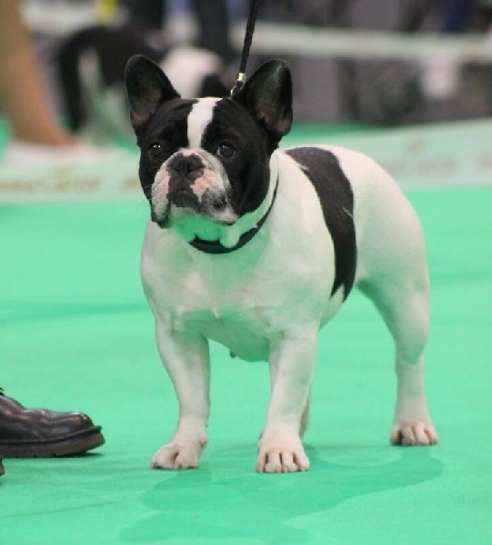 Inès de la vallee de l'iroise