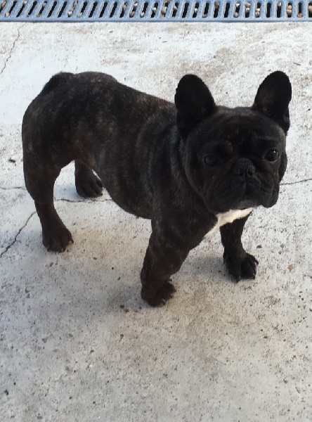 Gomette De L'olympe De Promethé