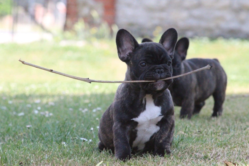Chiots disponibles chez nos amis papa Chp Odinn  
