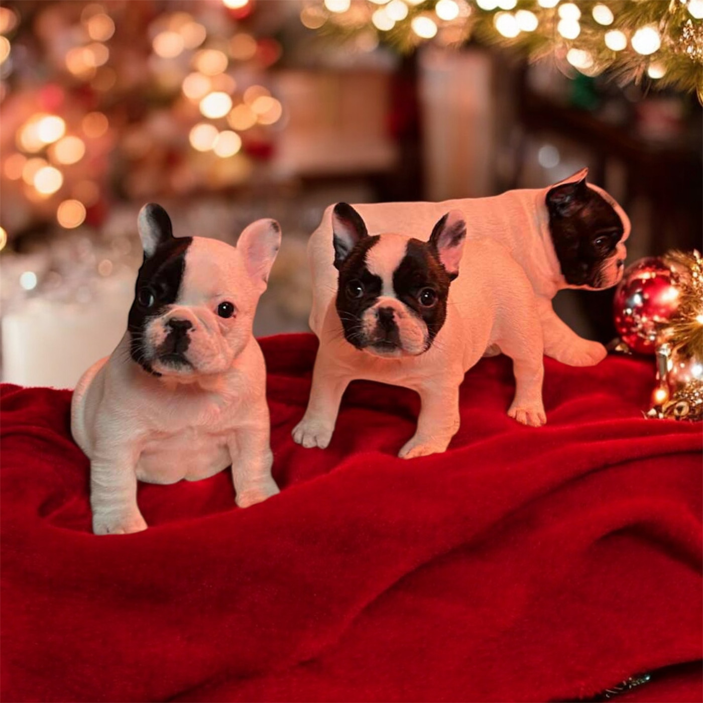 Reste des chiots chez notre ami papa Odinn des Caubes de la Morganeraie pour renseignements me tel