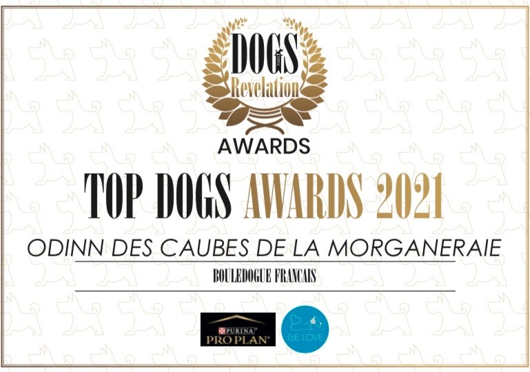 ODINN des Caubes de la Morganeraie 1er TOP DOGS AWARDS 2021