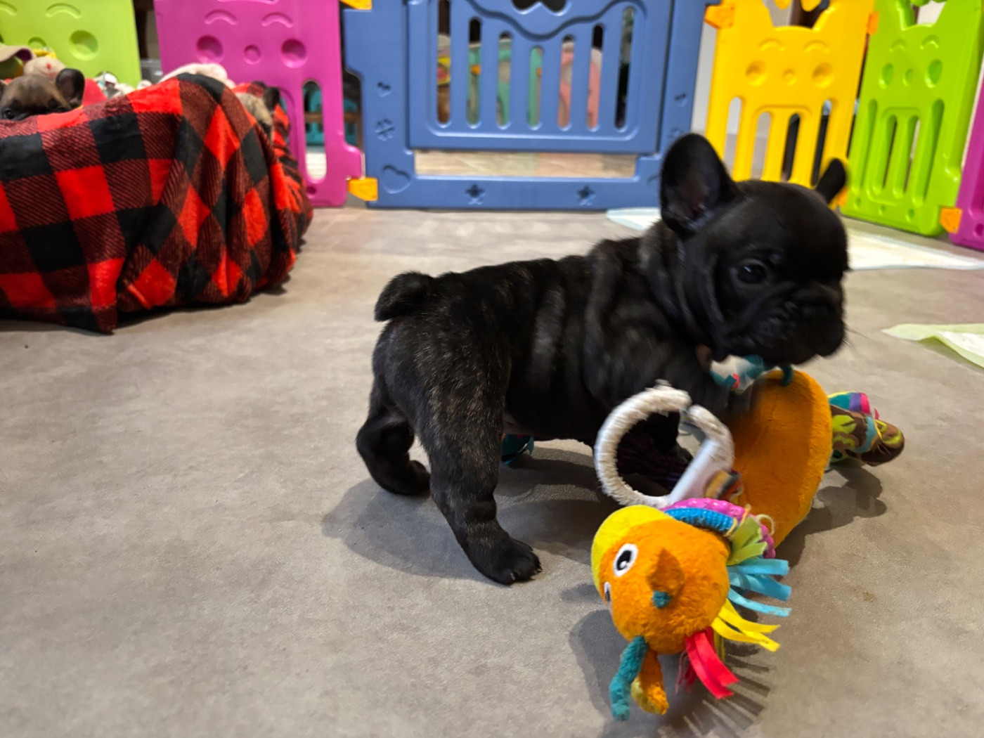 des sables de sarry - Chiots disponibles - Bouledogue français