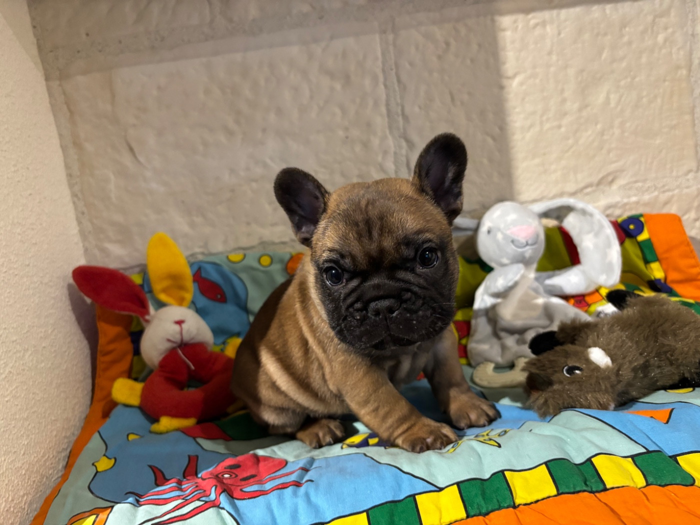 des sables de sarry - Chiots disponibles - Bouledogue français