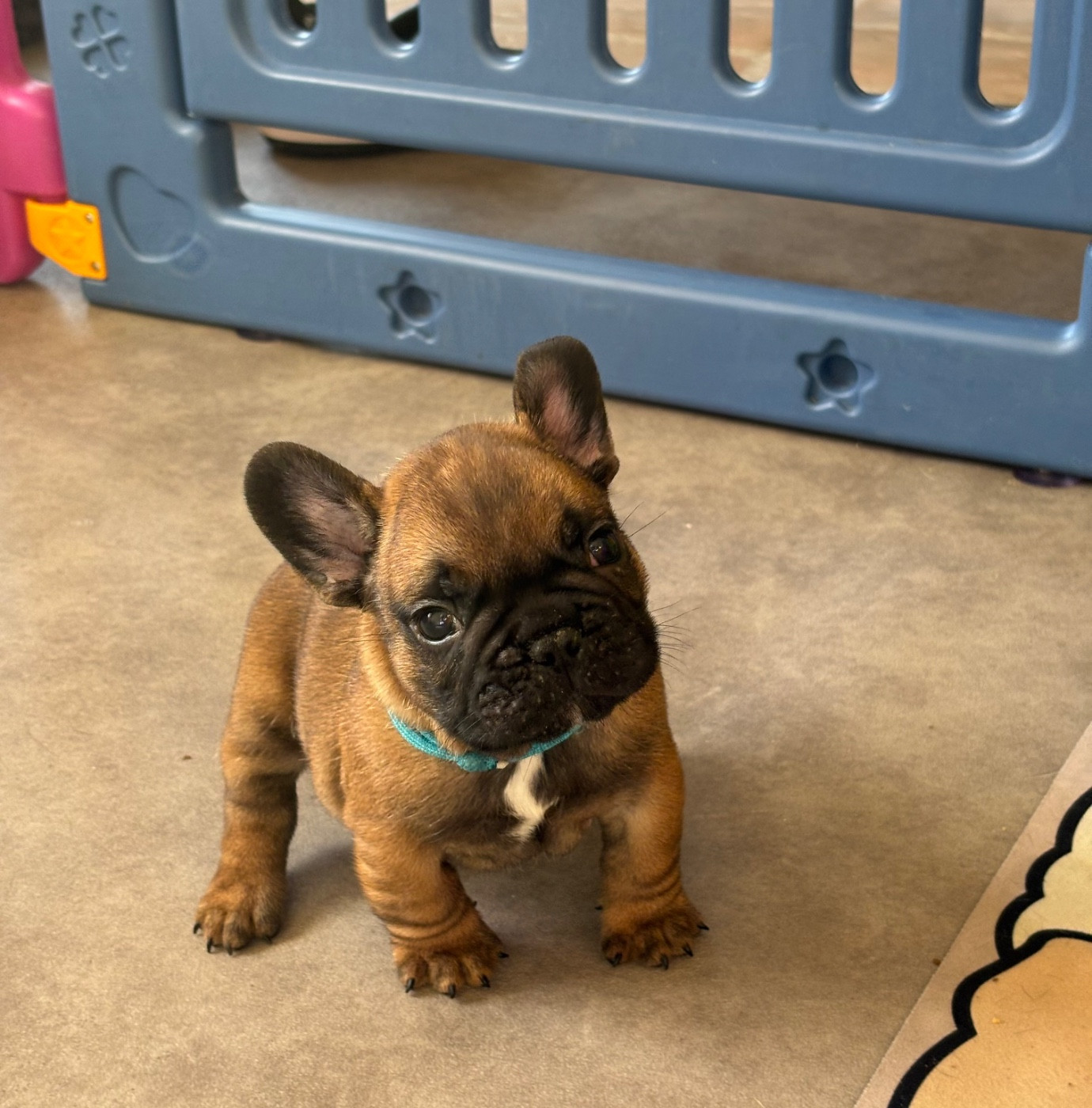 des sables de sarry - Chiots disponibles - Bouledogue français