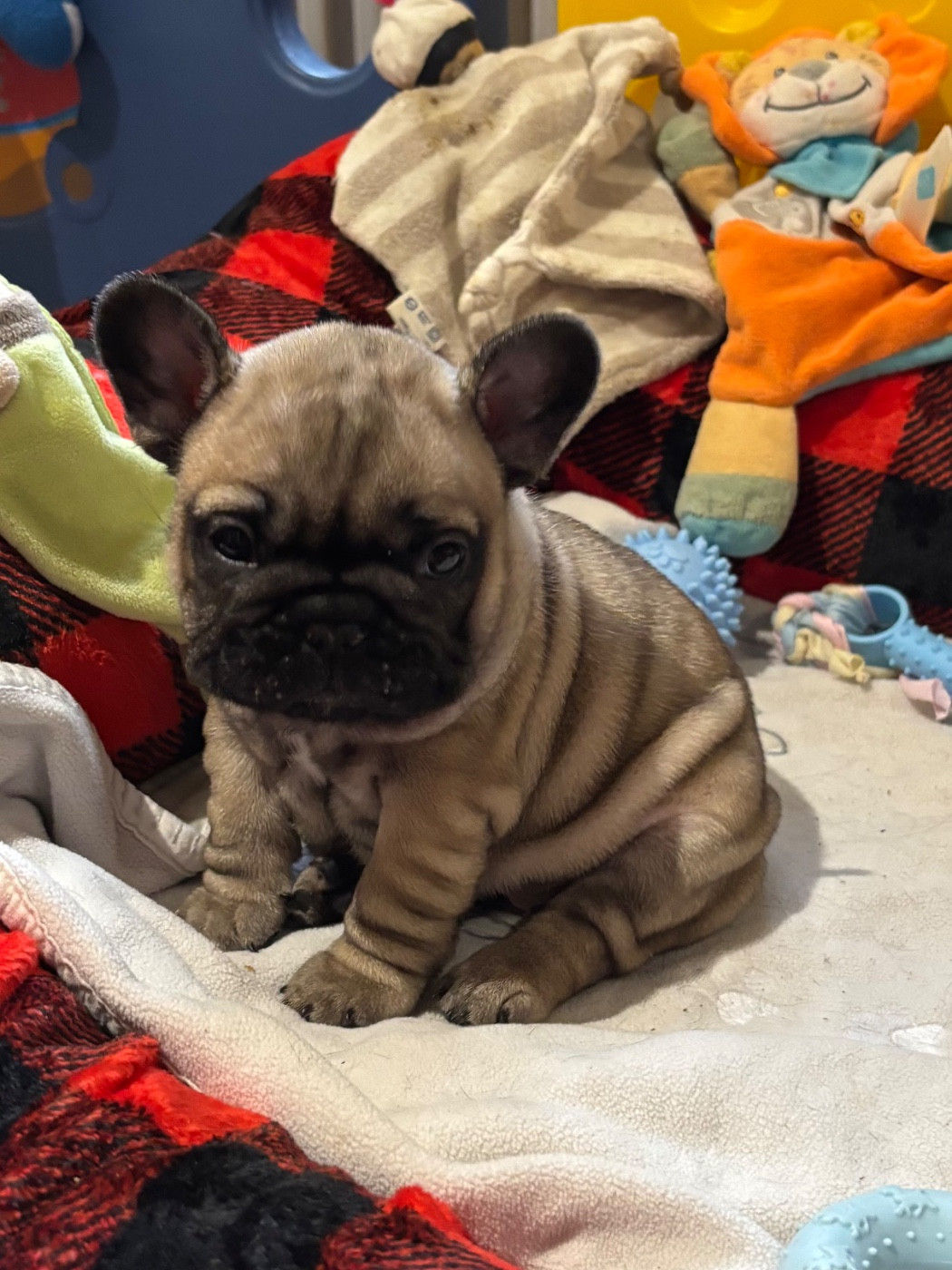 des sables de sarry - Chiots disponibles - Bouledogue français