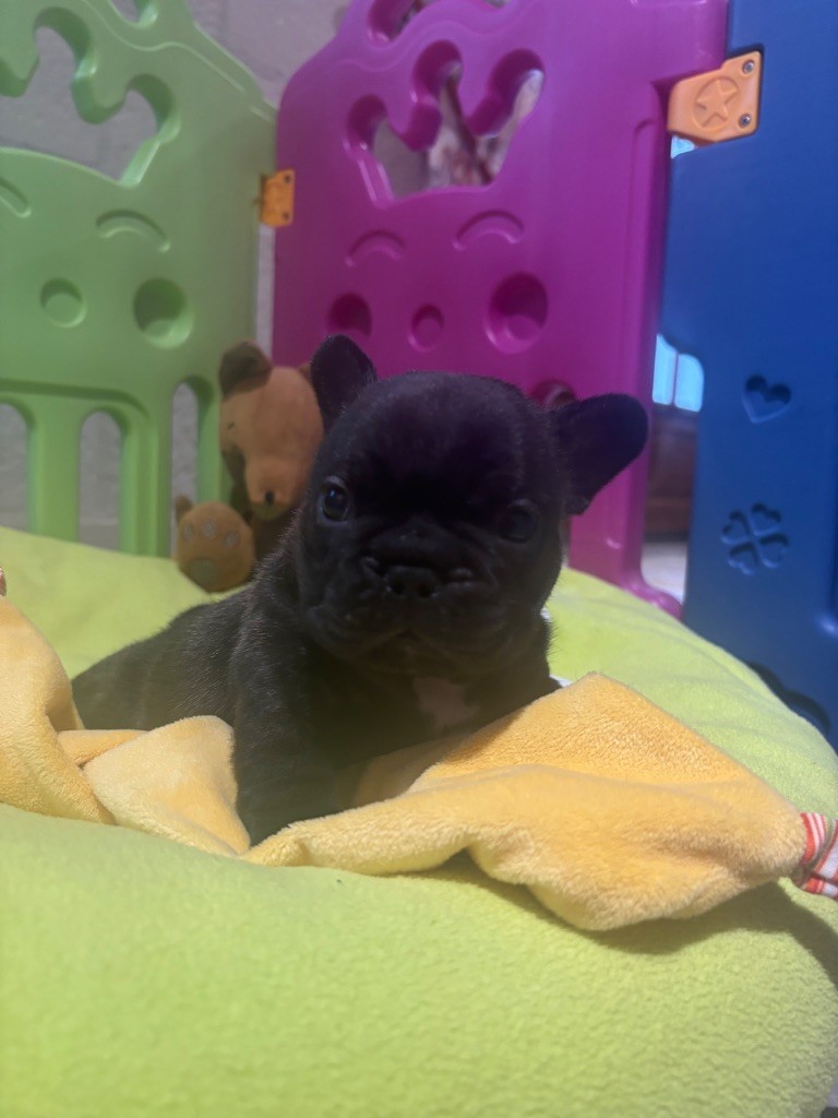 des sables de sarry - Chiots disponibles - Bouledogue français