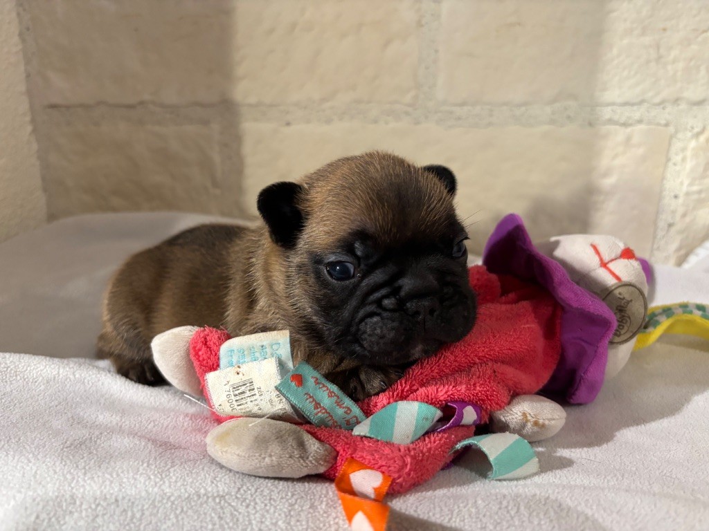 des sables de sarry - Chiots disponibles - Bouledogue français