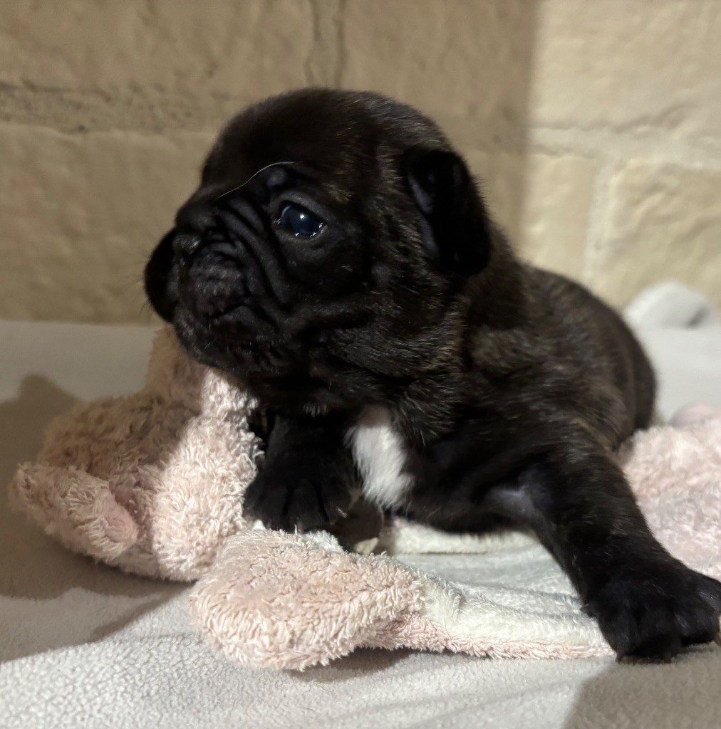 des sables de sarry - Chiots disponibles - Bouledogue français