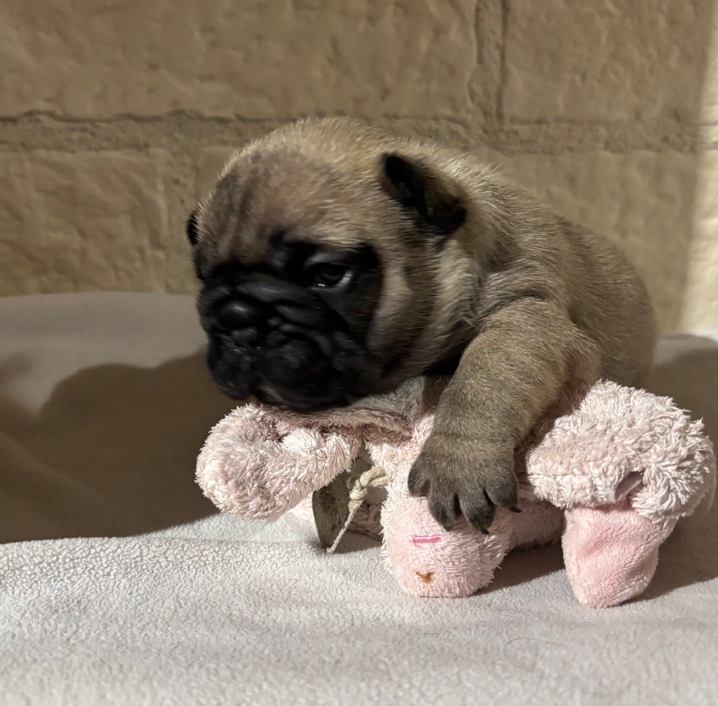des sables de sarry - Chiots disponibles - Bouledogue français