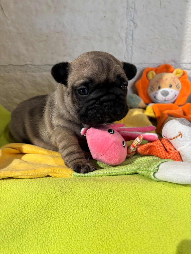 des sables de sarry - Chiots disponibles - Bouledogue français