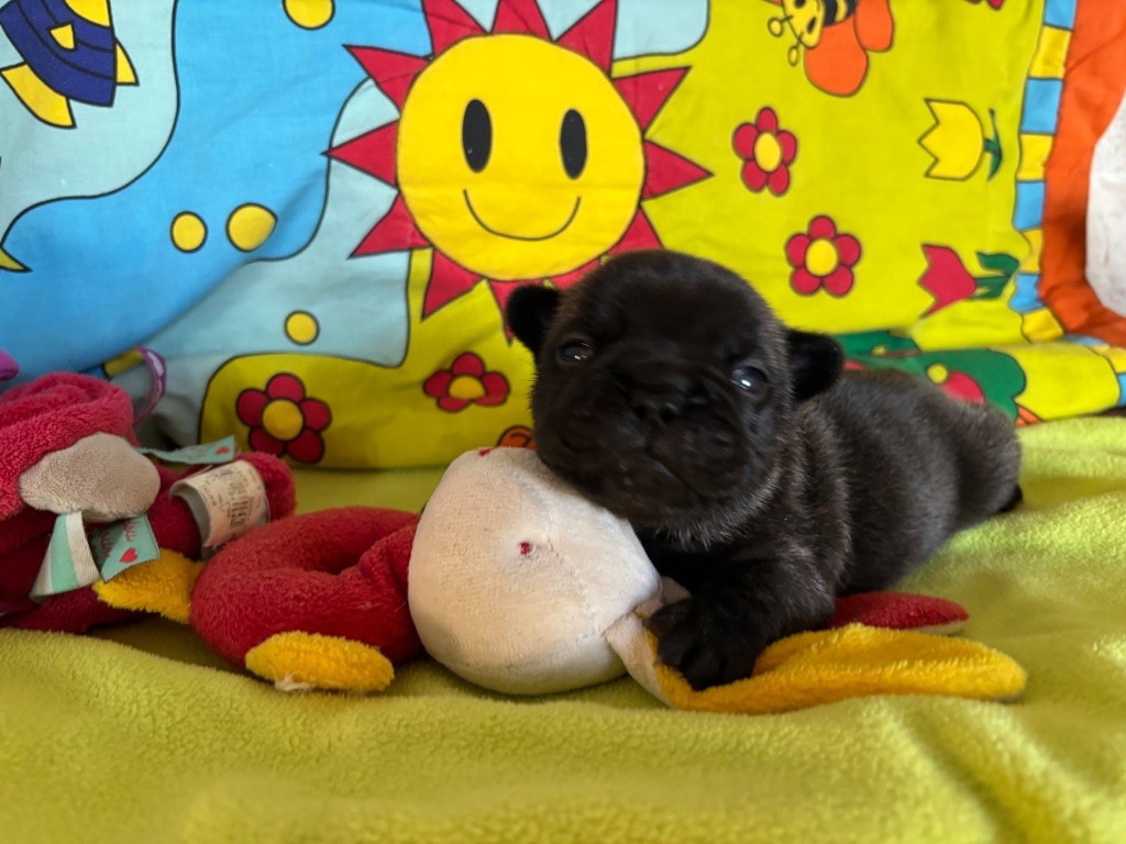 des sables de sarry - Chiots disponibles - Bouledogue français