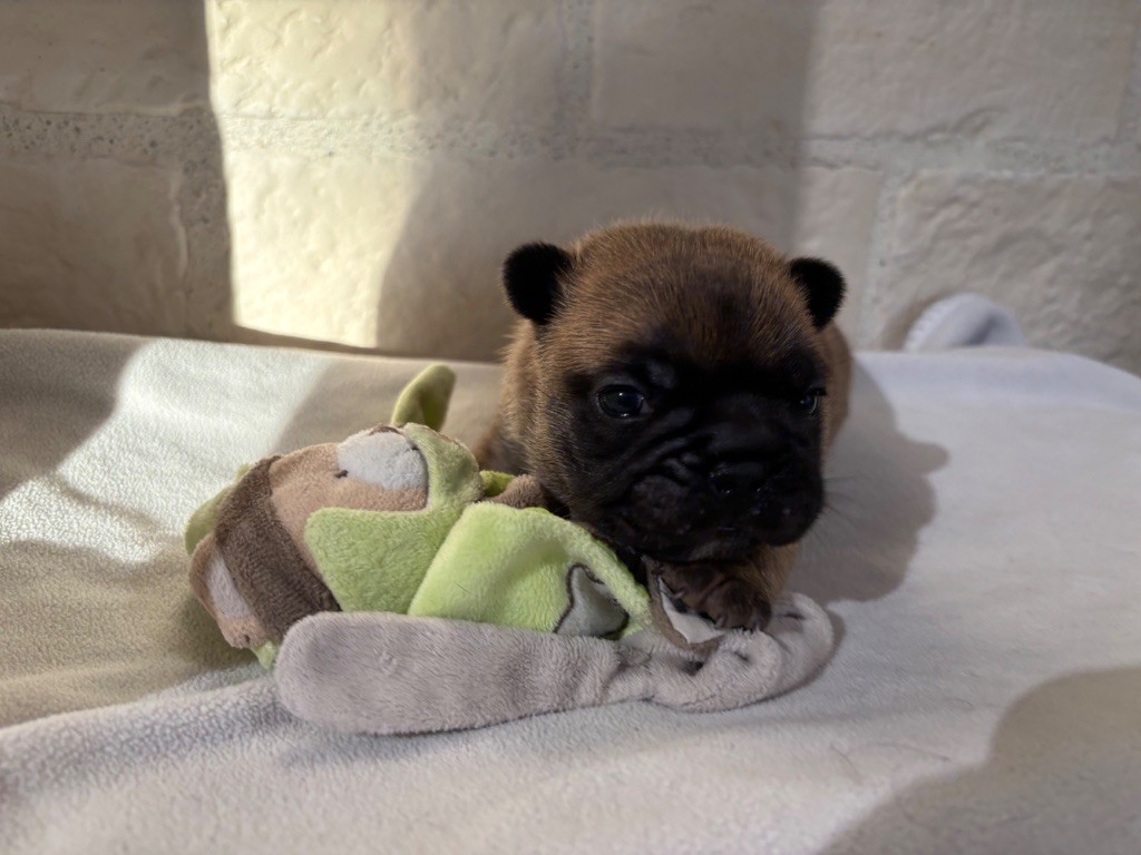 des sables de sarry - Chiots disponibles - Bouledogue français