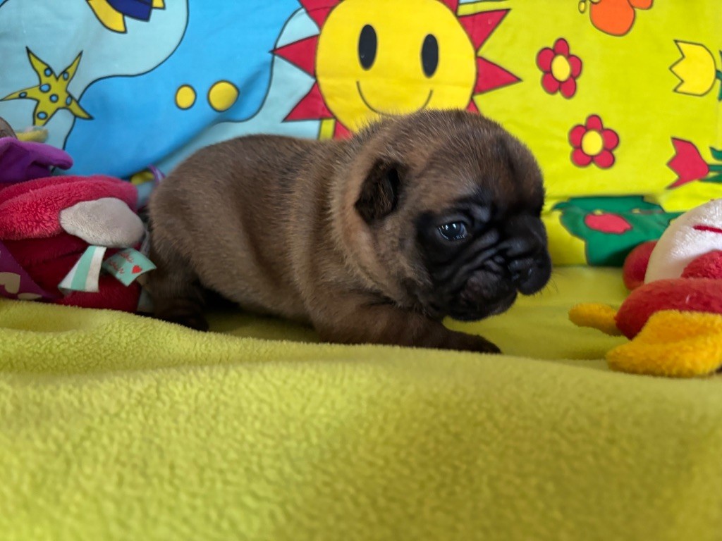 des sables de sarry - Chiots disponibles - Bouledogue français