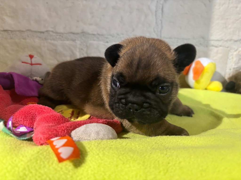 des sables de sarry - Chiots disponibles - Bouledogue français