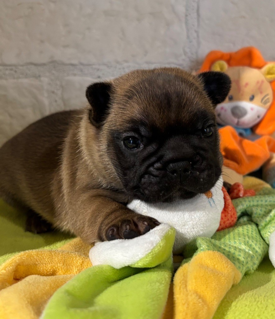 des sables de sarry - Chiots disponibles - Bouledogue français