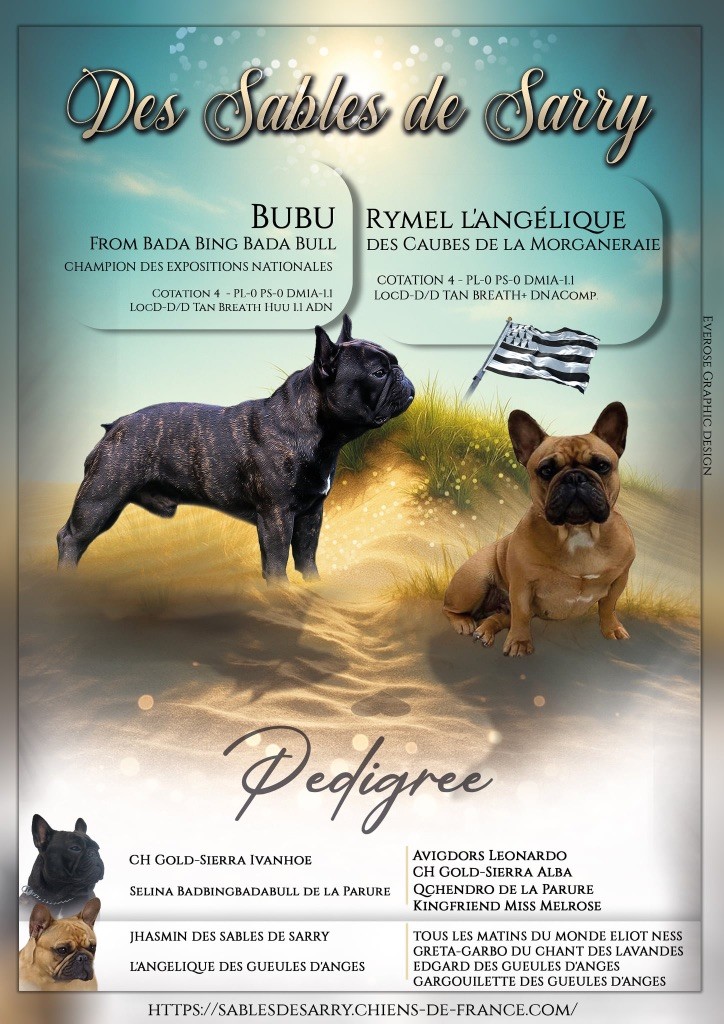 Chiot Bouledogue français des sables de sarry